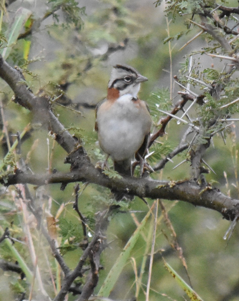 Rufous-collared Sparrow - andres ebel