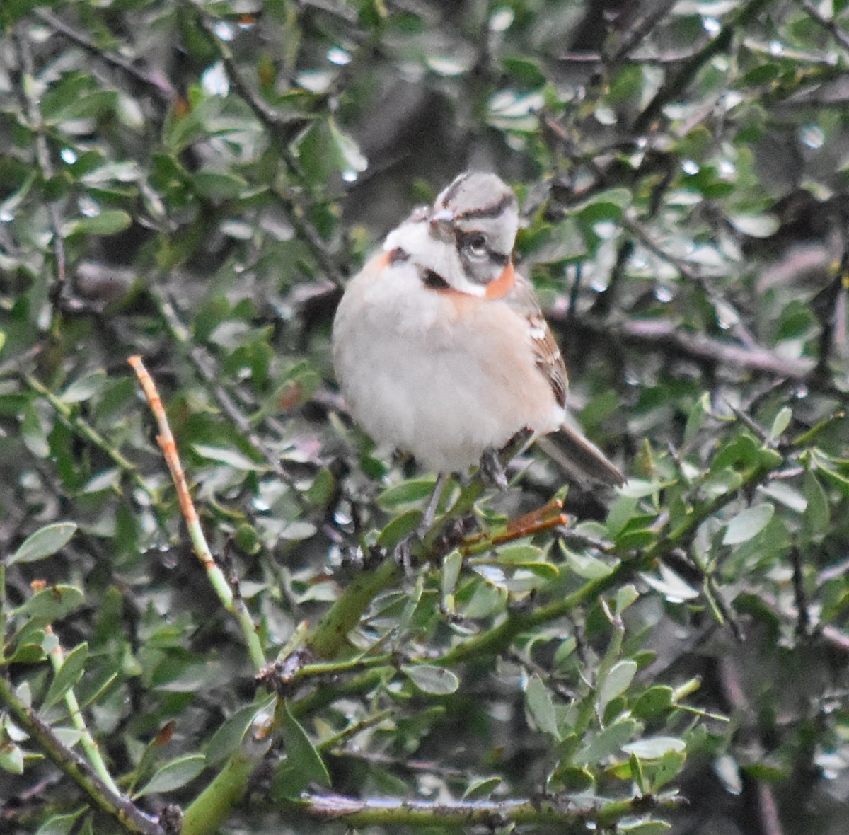 Rufous-collared Sparrow - ML152752171