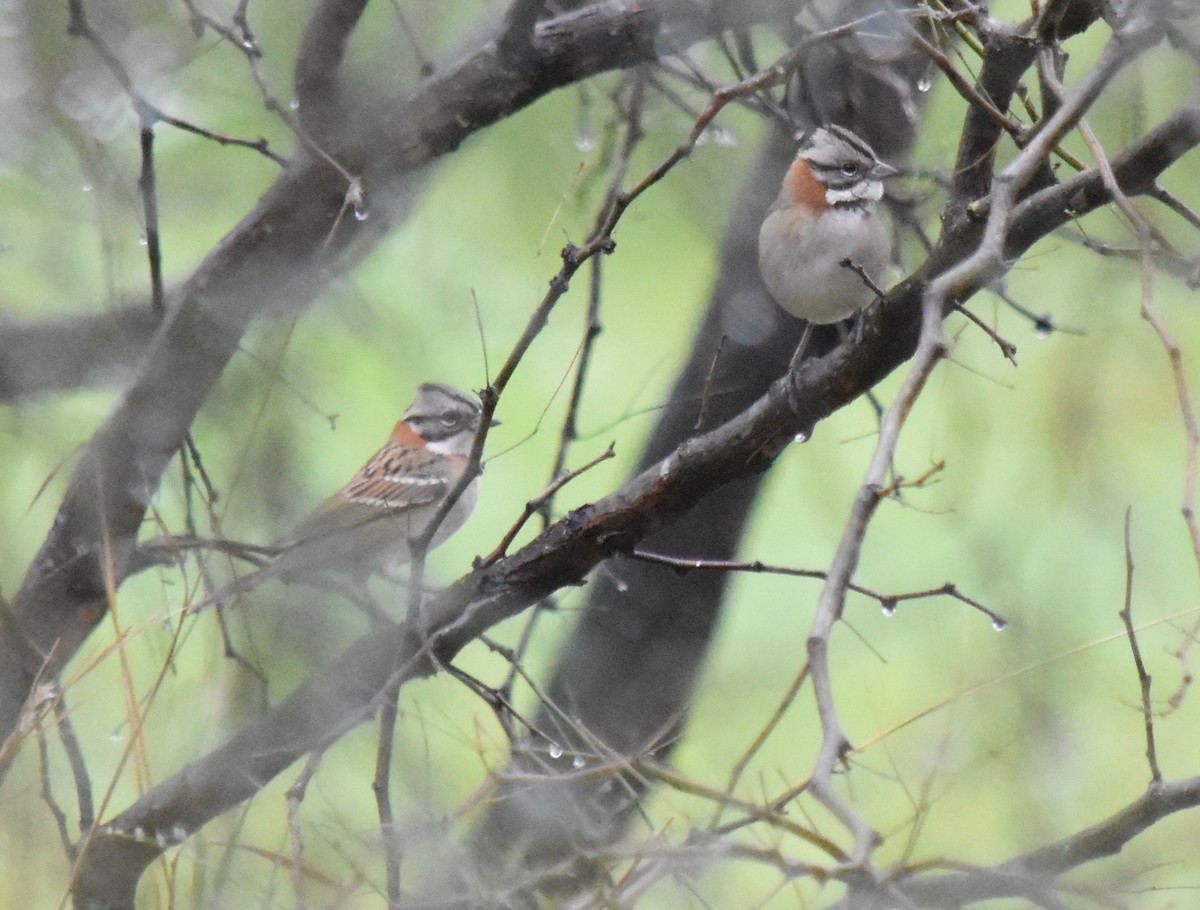 Rufous-collared Sparrow - ML152752181