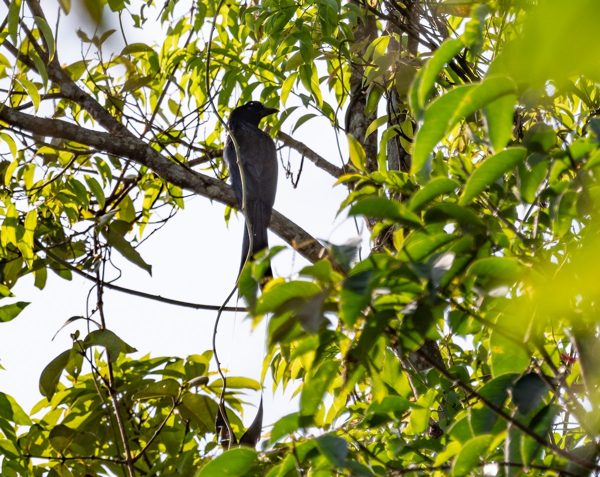 Greater Racket-tailed Drongo - jimmy Yao