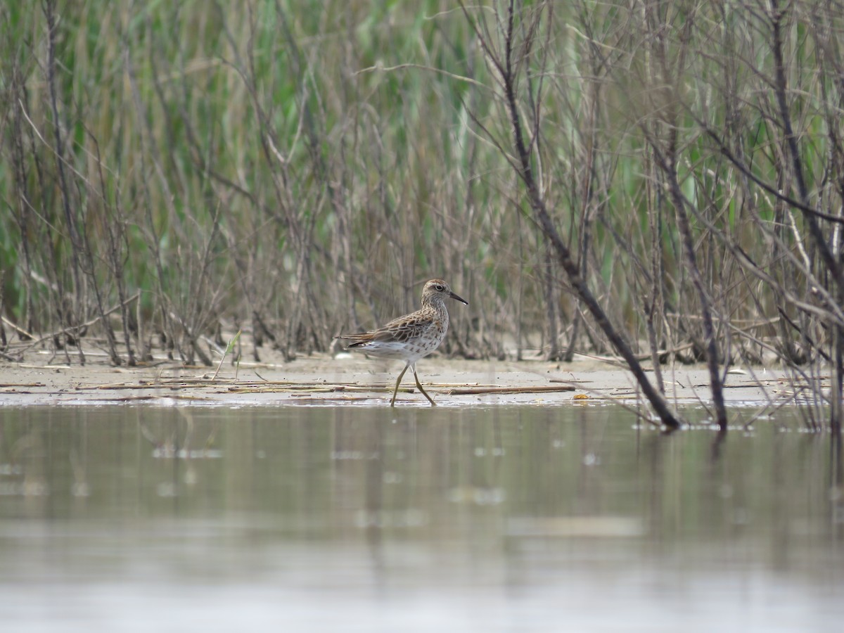 Sharp-tailed Sandpiper - Archie Jiang