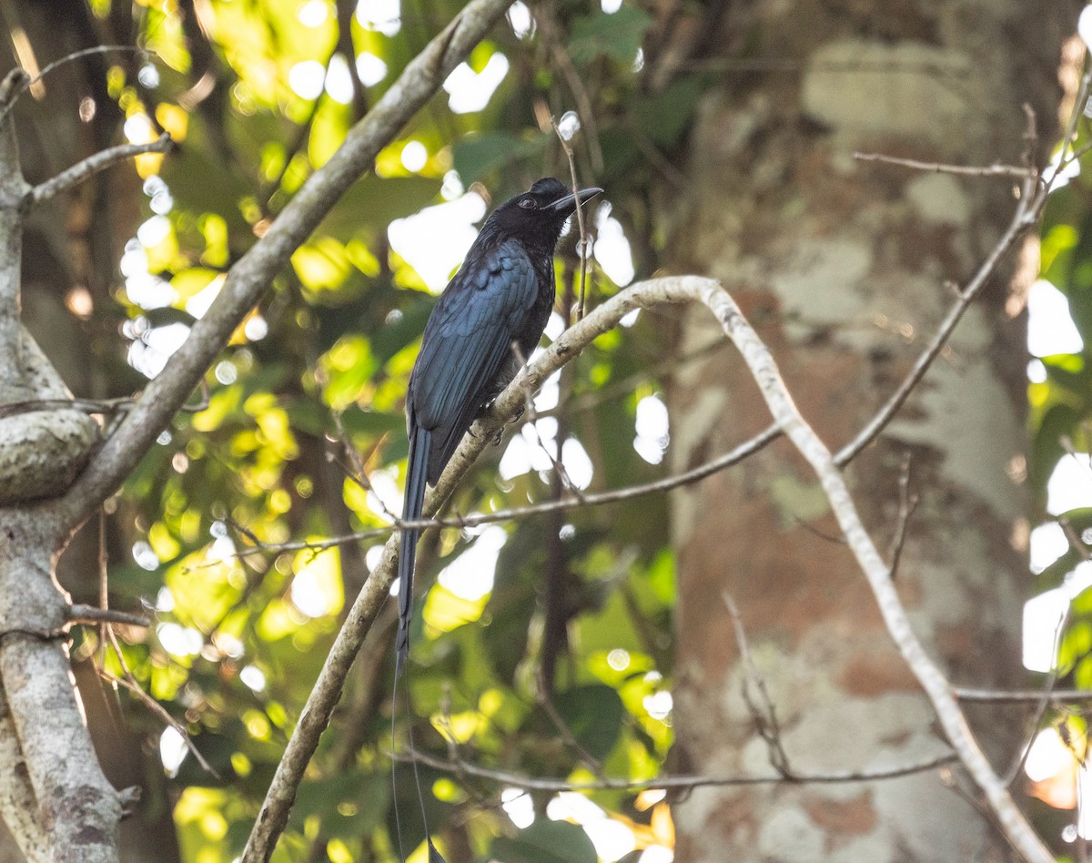 Greater Racket-tailed Drongo - jimmy Yao