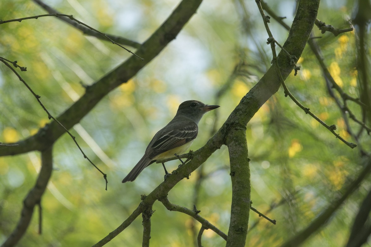 Great Crested Flycatcher - Jeremiah Psiropoulos