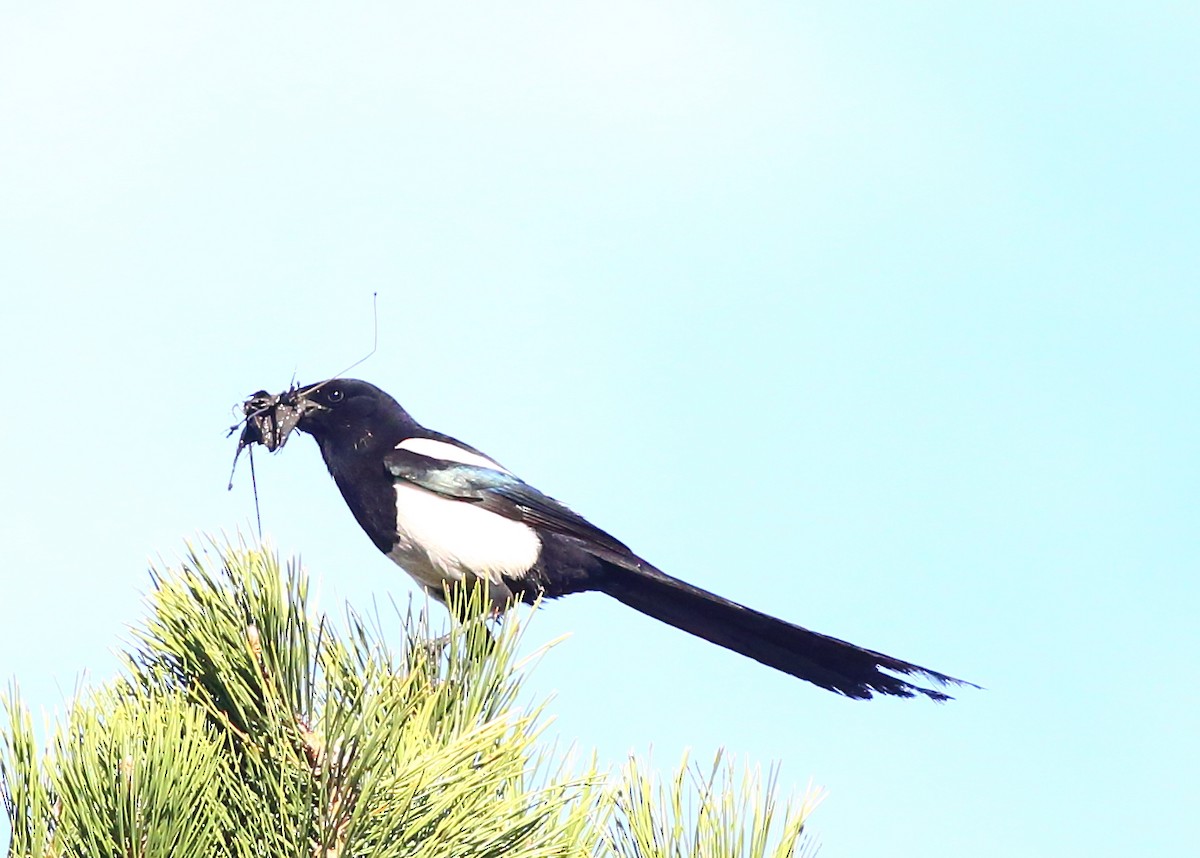 Black-billed Magpie - Piming Kuo