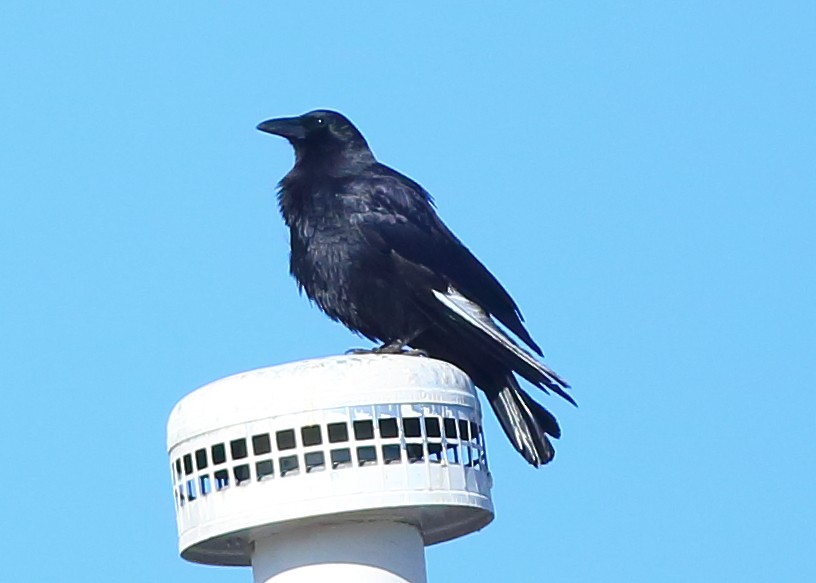 American Crow - Piming Kuo