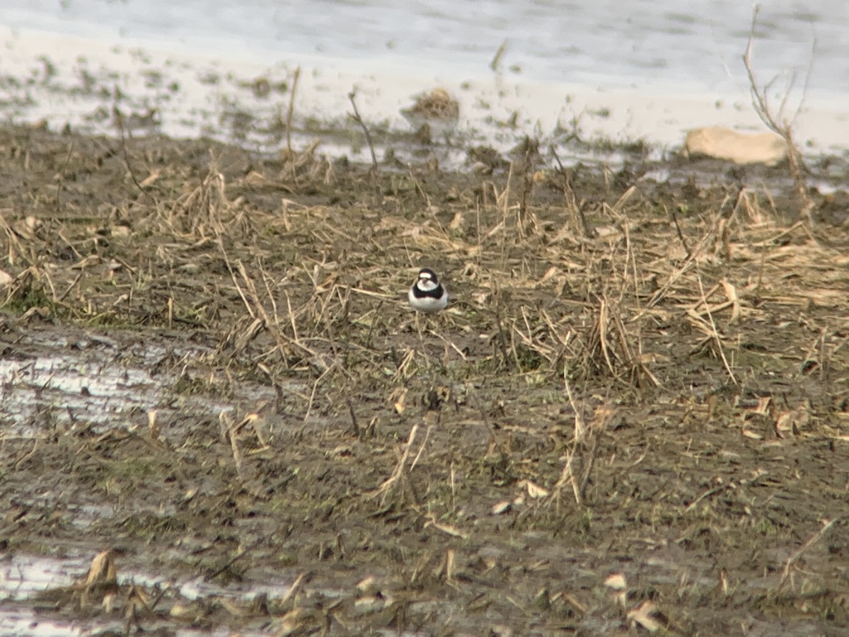 Semipalmated Plover - Kyle Lindemer