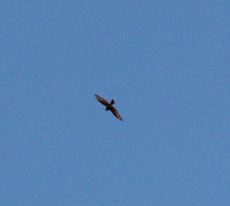 Eurasian Sparrowhawk - ML152754531