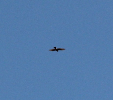 Eurasian Sparrowhawk - ML152754541