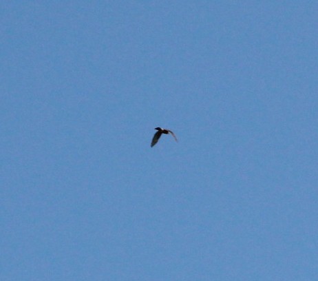 Eurasian Sparrowhawk - ML152754561