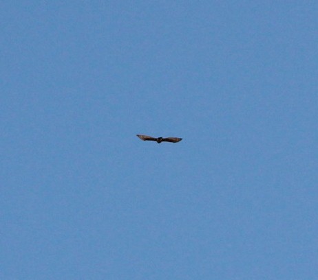 Eurasian Sparrowhawk - ML152754581