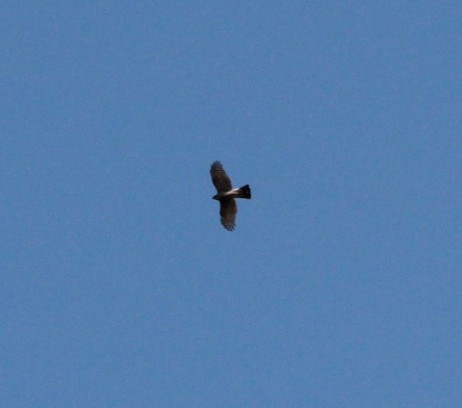 Eurasian Sparrowhawk - ML152754591