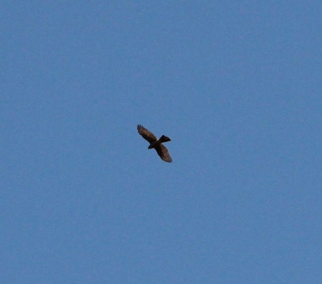Eurasian Sparrowhawk - ML152754611