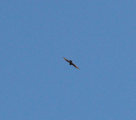 Eurasian Sparrowhawk - ML152754631