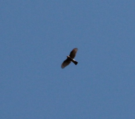 Eurasian Sparrowhawk - ML152754641