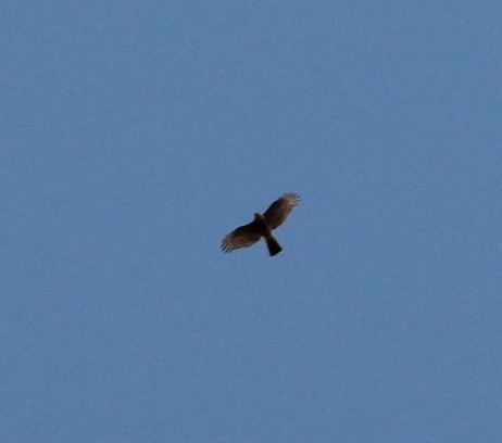 Eurasian Sparrowhawk - ML152754661