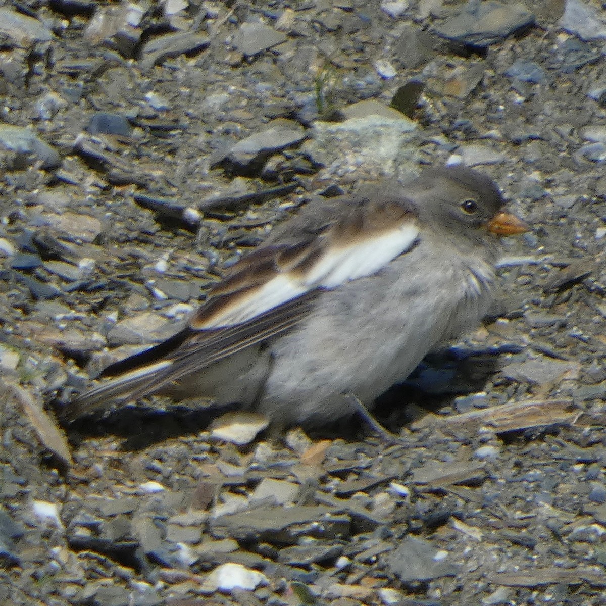 White-winged Snowfinch - ML152754801