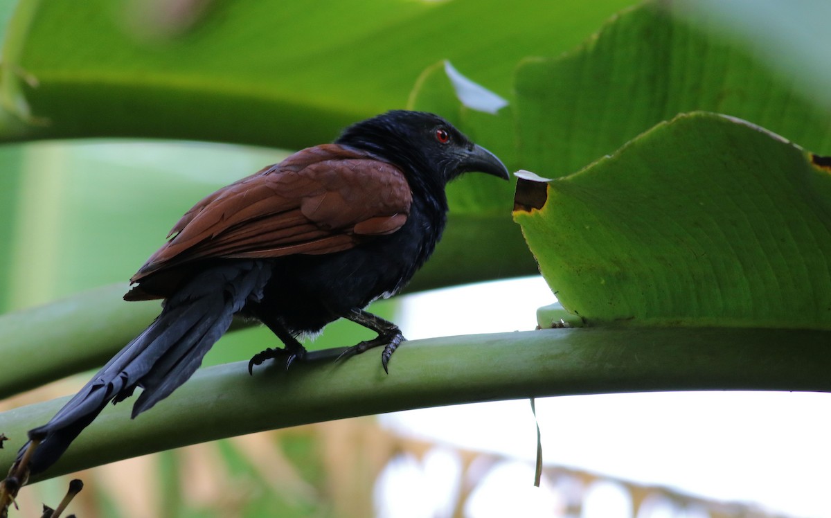 Greater Coucal - Vicki Stokes