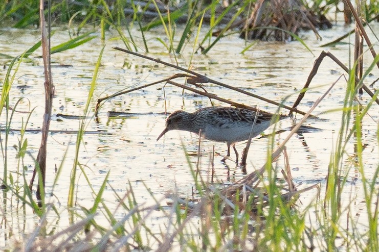 Long-toed Stint - Anonymous