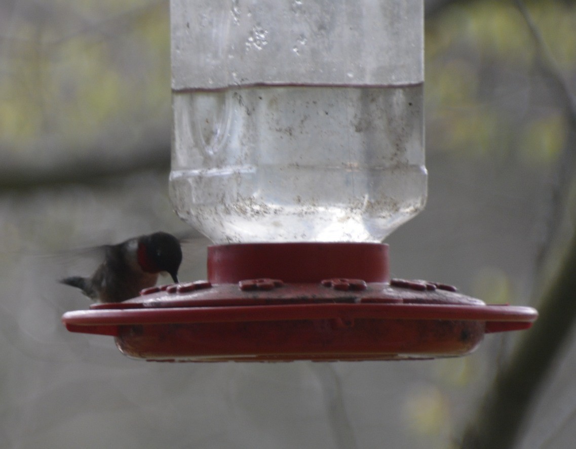 Ruby-throated Hummingbird - Randy Bodkins