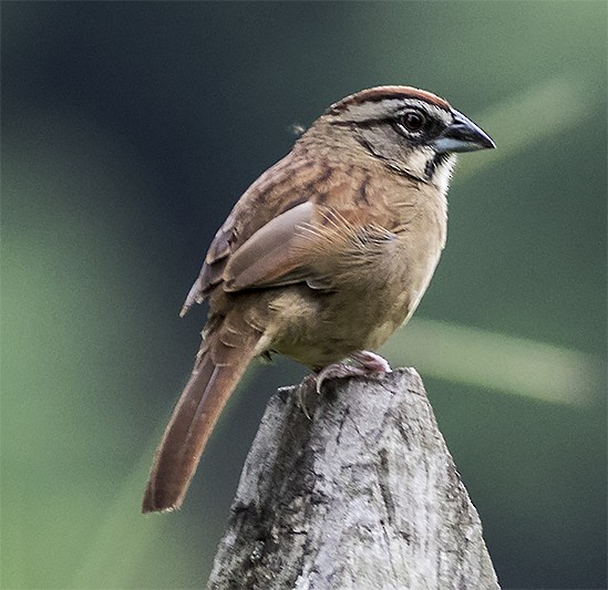 Rusty Sparrow - Brad Singer