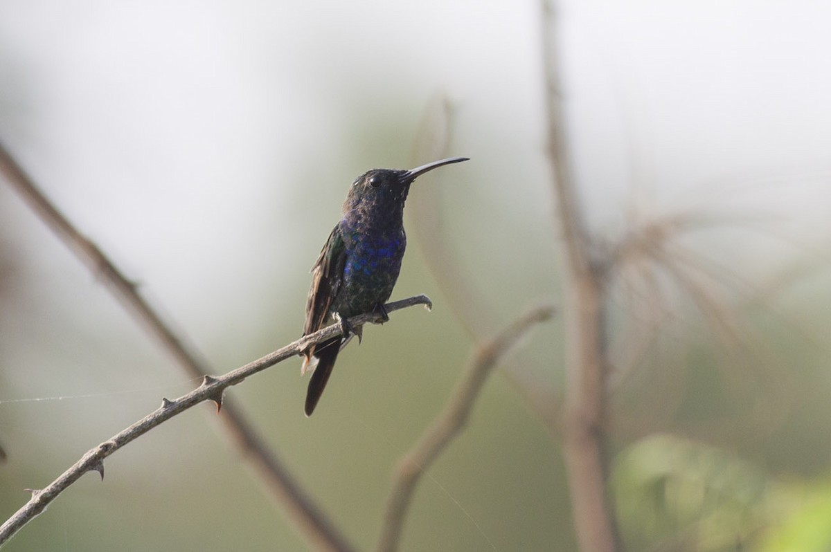 kolibřík safírovohrdlý - ML152756191