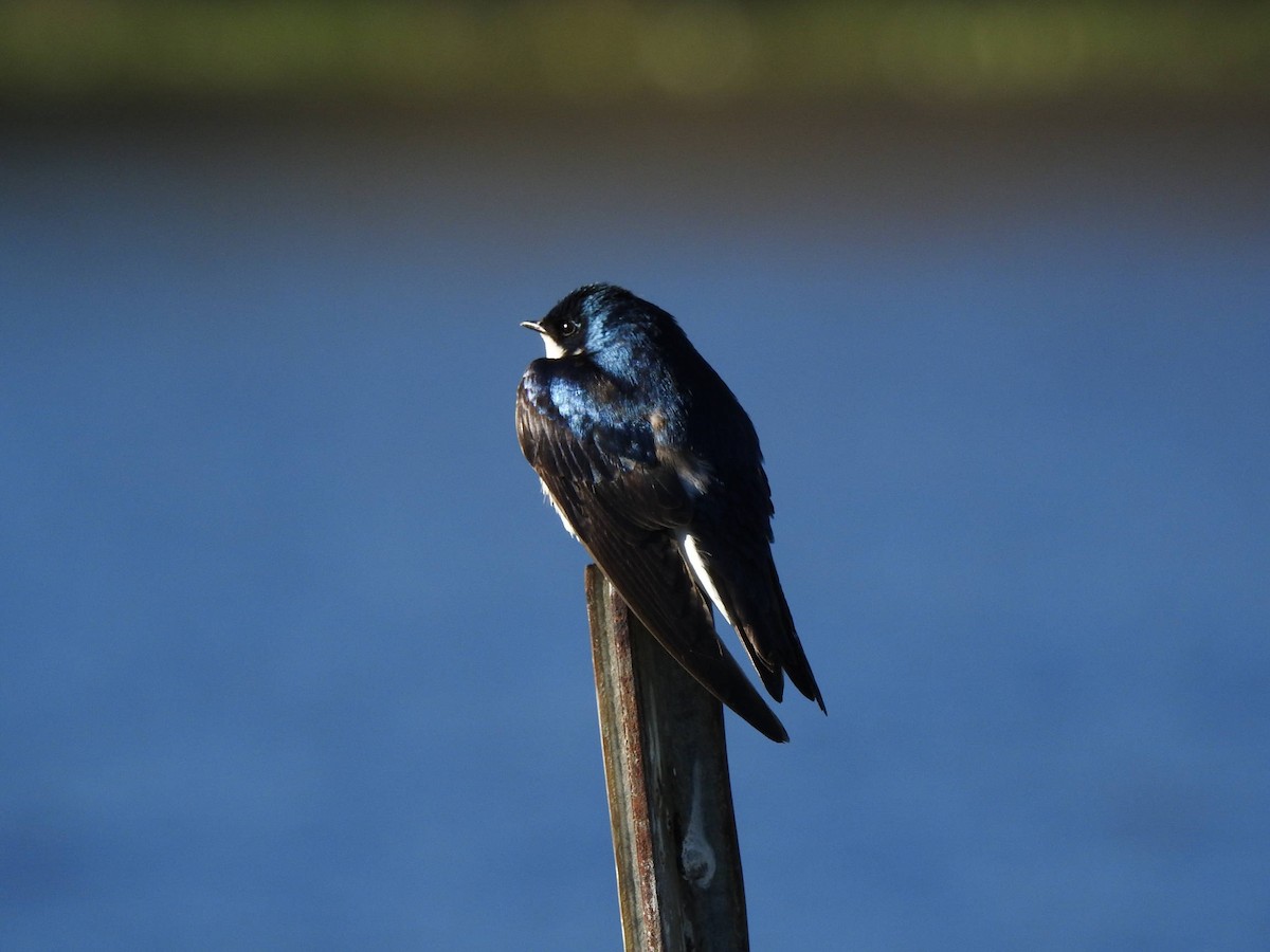 Tree Swallow - Derek Richardson