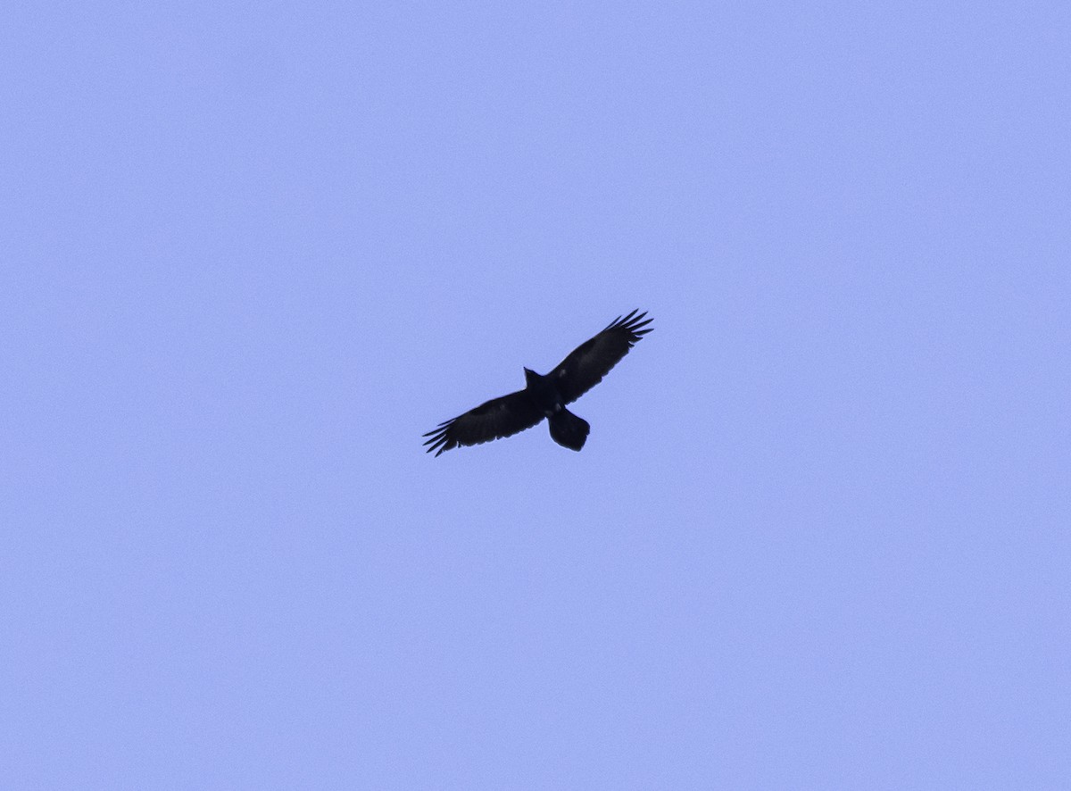 Corvus sp. (raven sp.) - ML152756241