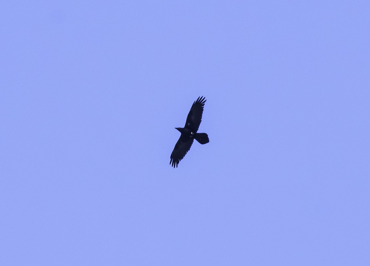 Corvus sp. (raven sp.) - ML152756261