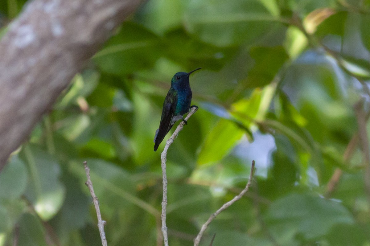 Sapphire-bellied Hummingbird - Michael Todd