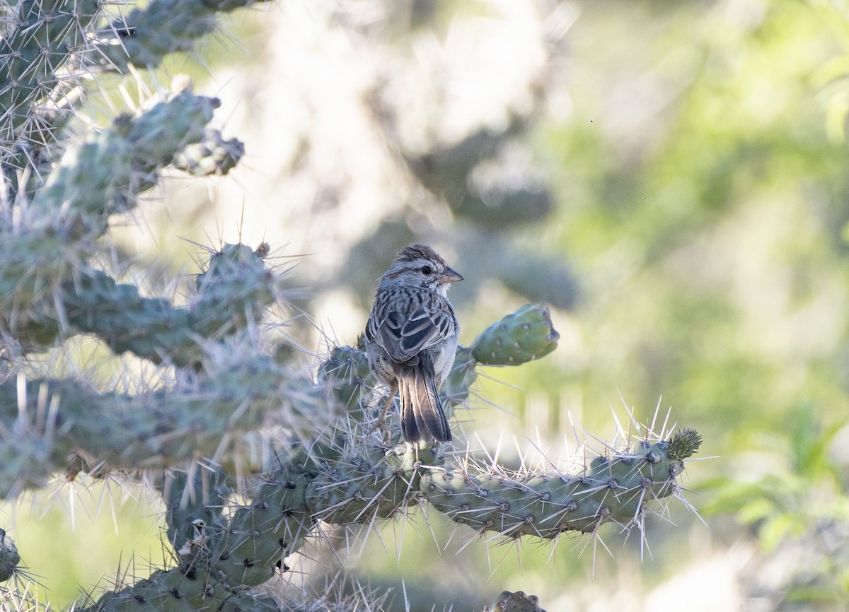 Rufous-winged Sparrow - ML152756471