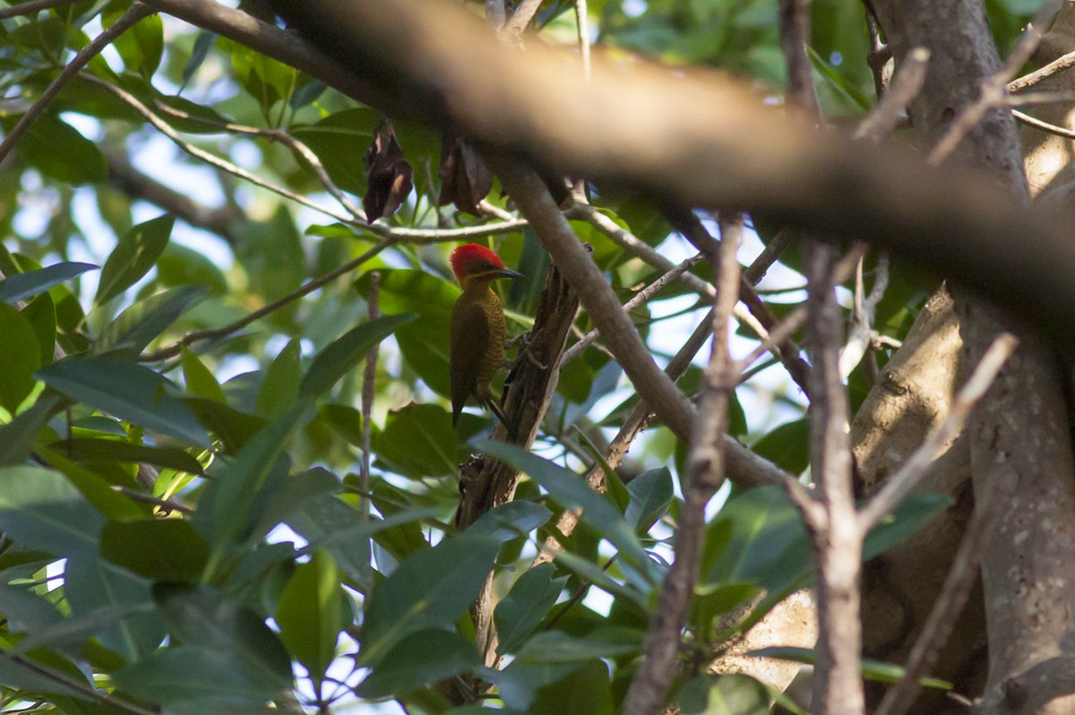 Golden-green Woodpecker - ML152756861