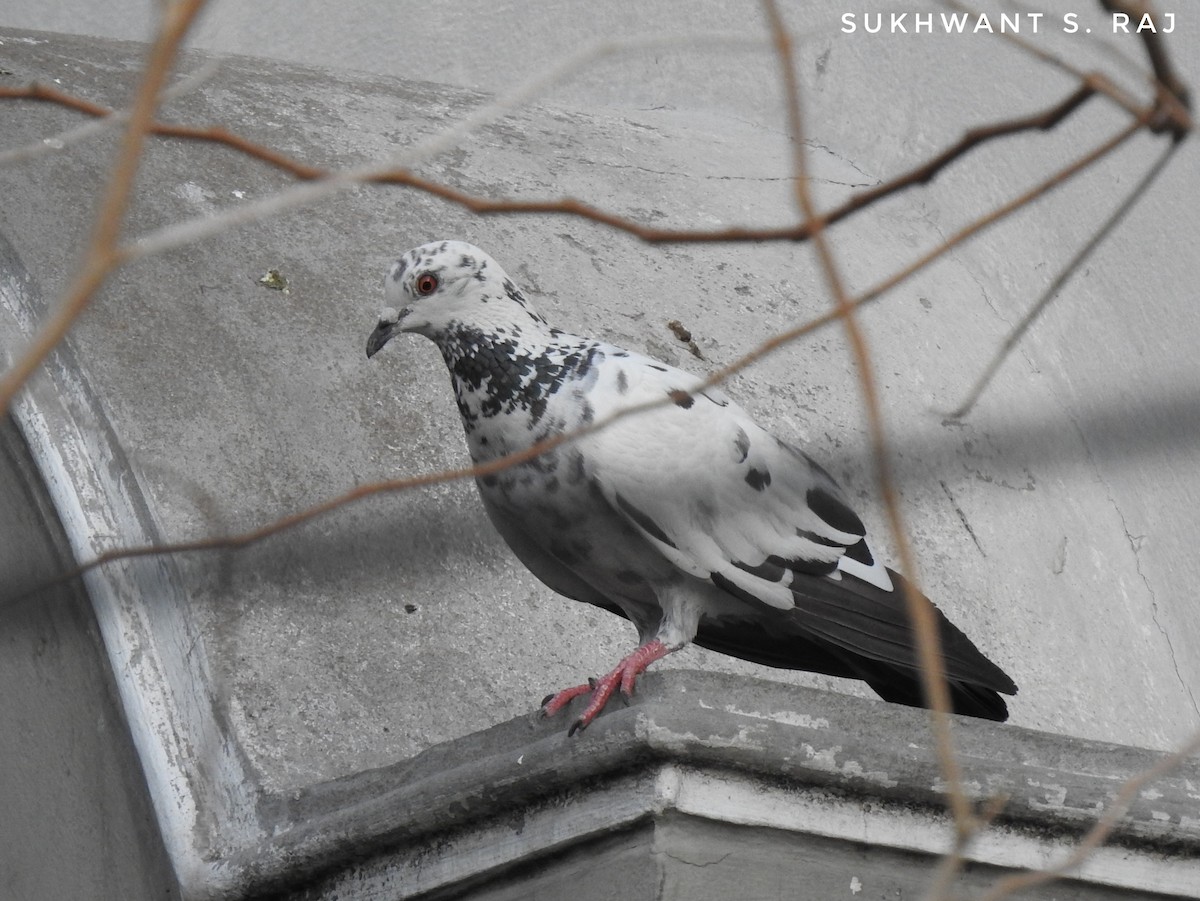 Rock Pigeon (Feral Pigeon) - ML152756941