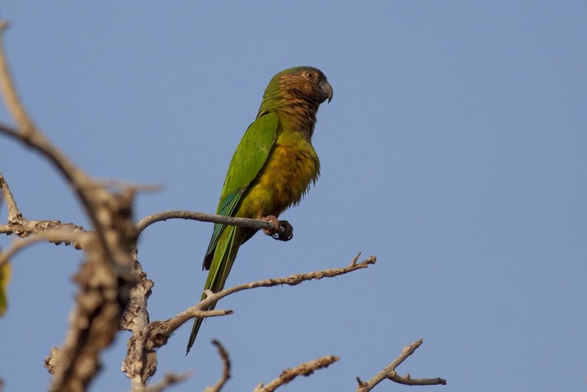 Brown-throated Parakeet - ML152757031