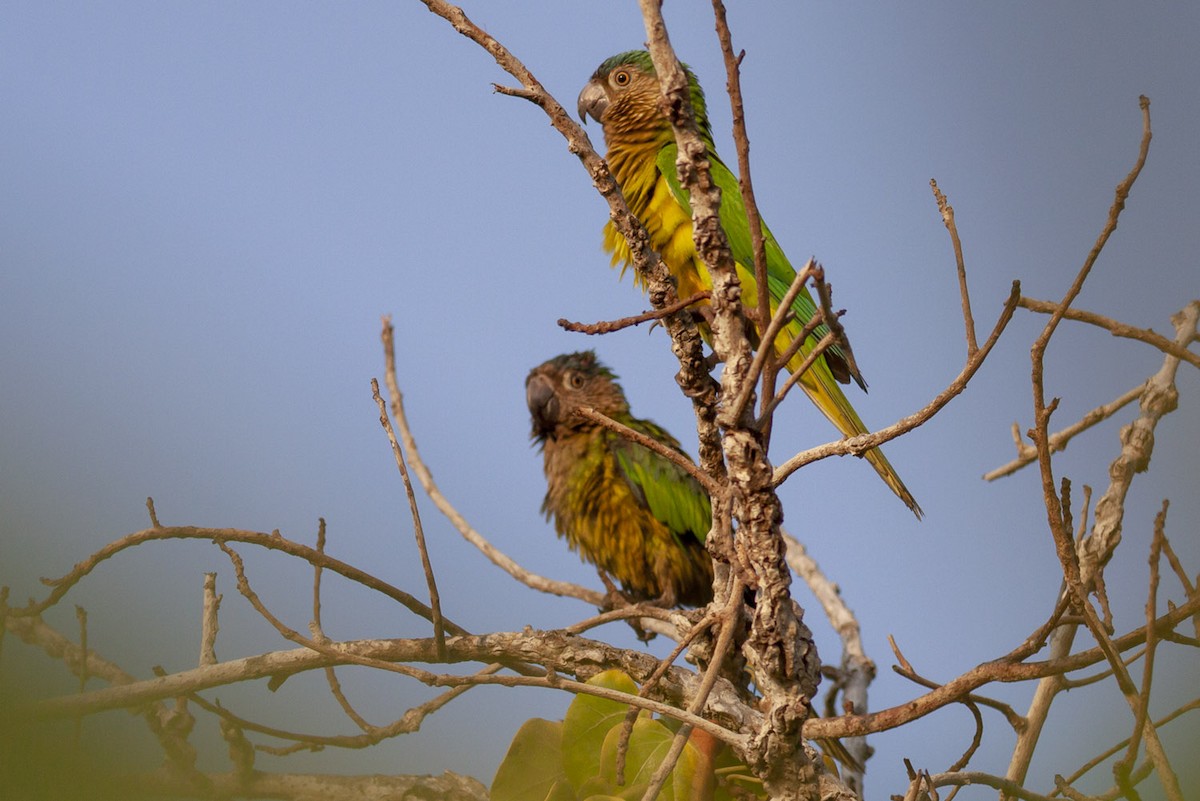 Brown-throated Parakeet - ML152757041