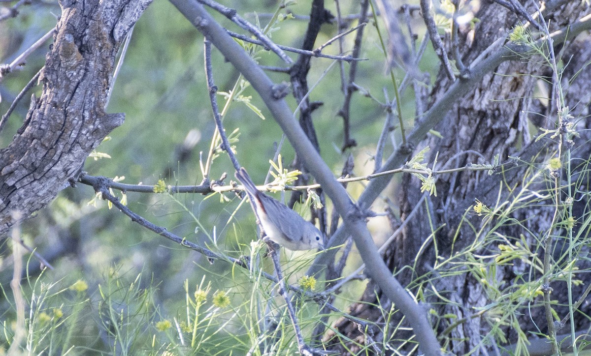 Lucy's Warbler - ML152757061