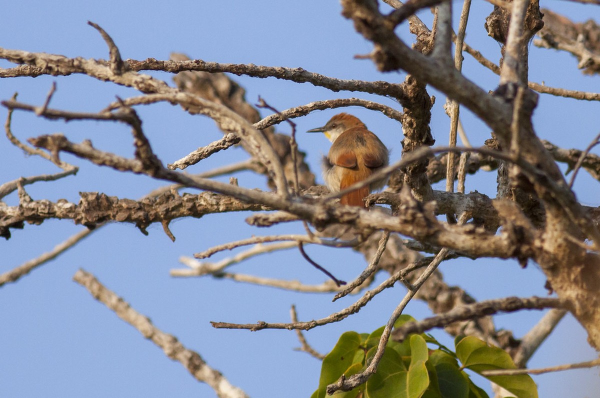 Yellow-chinned Spinetail - Michael Todd