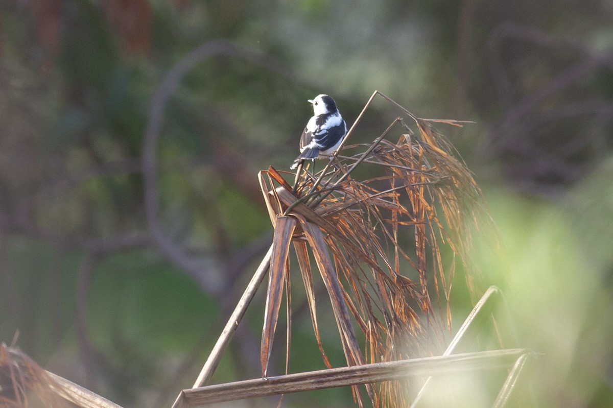 Pied Water-Tyrant - Michael Todd