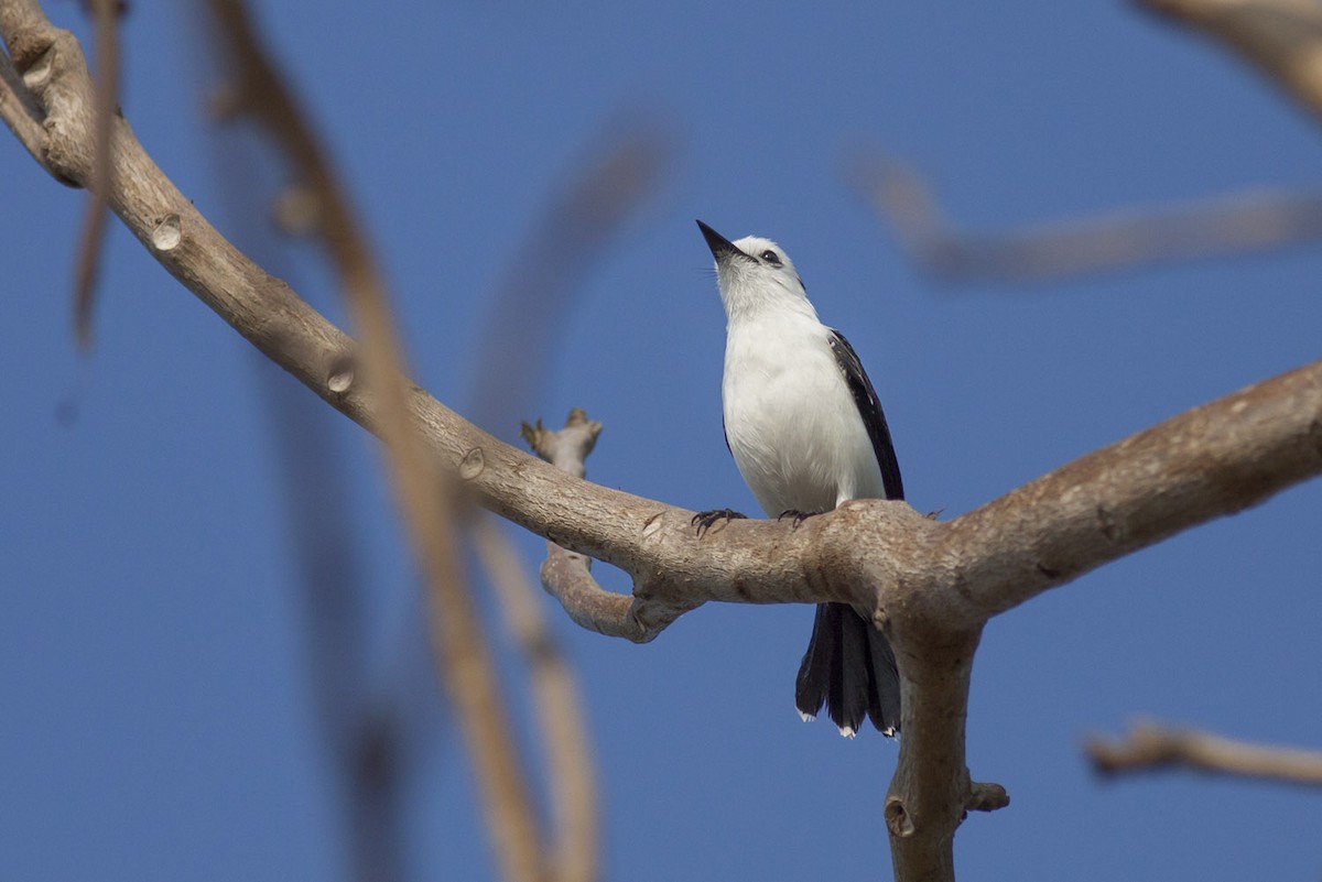 Pied Water-Tyrant - Michael Todd