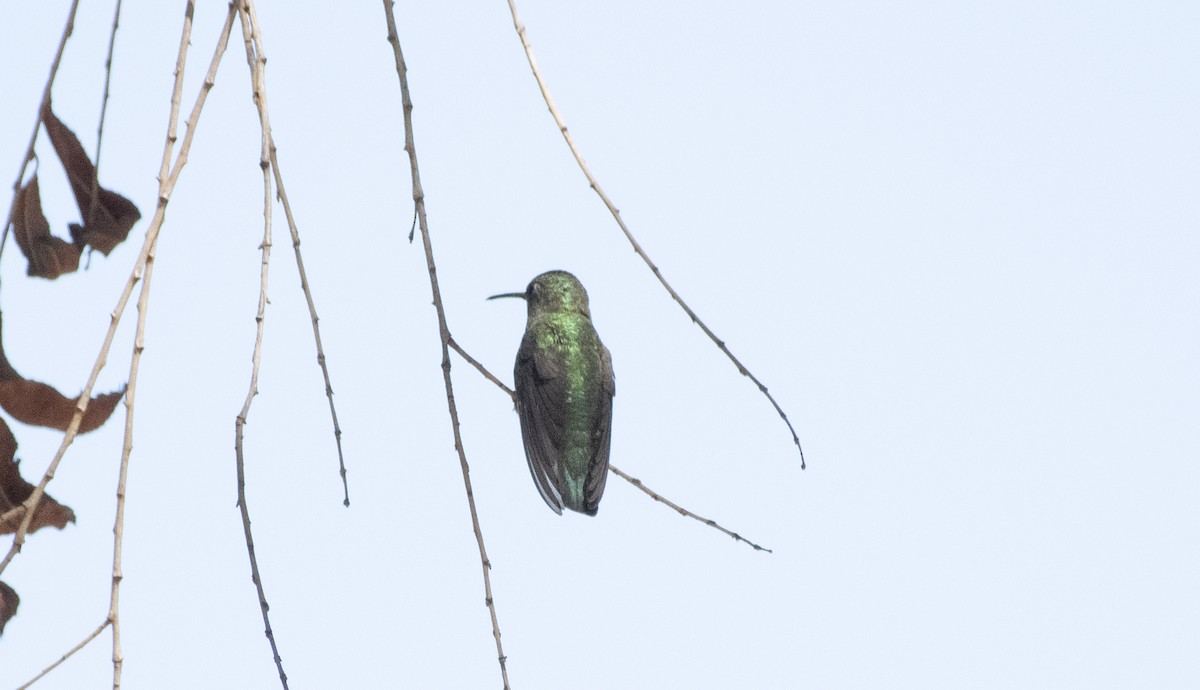 Broad-tailed Hummingbird - ML152757451