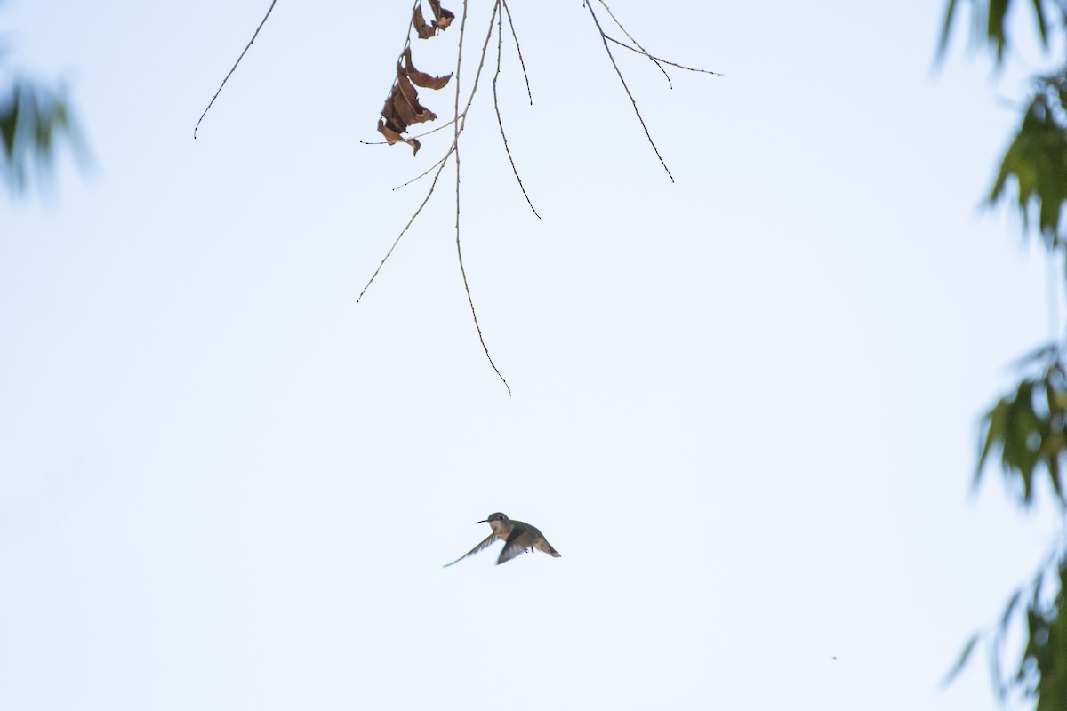 Broad-tailed Hummingbird - Jason Platt