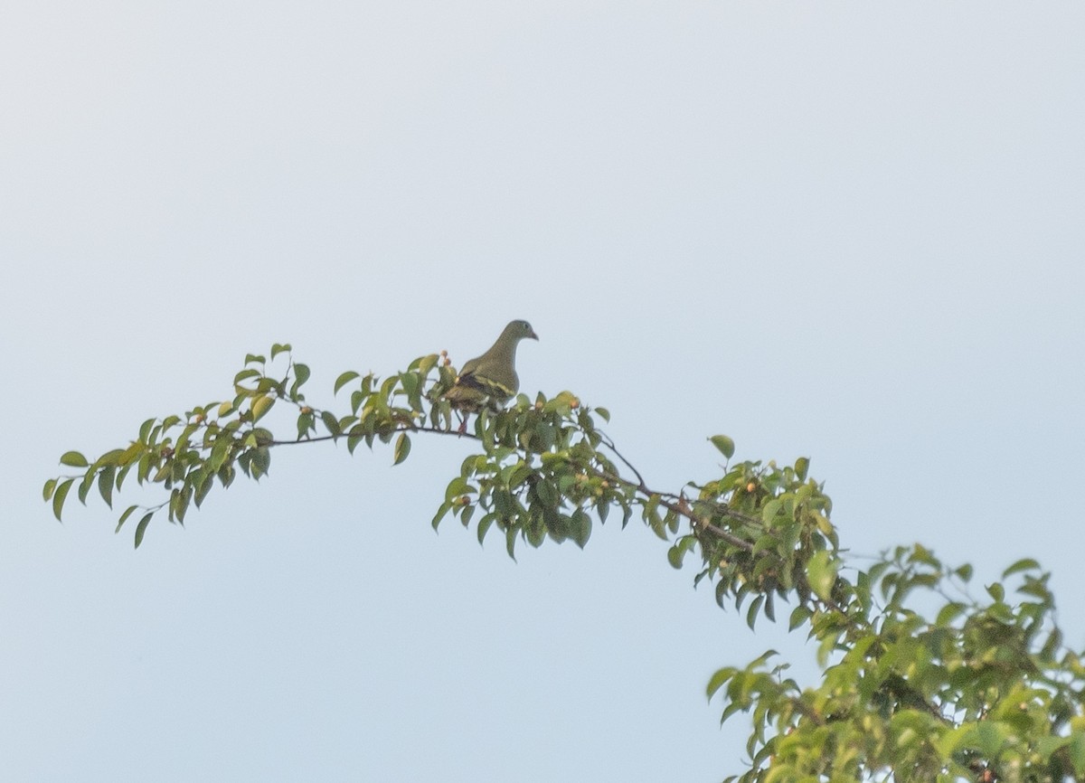 Thick-billed Green-Pigeon - jimmy Yao