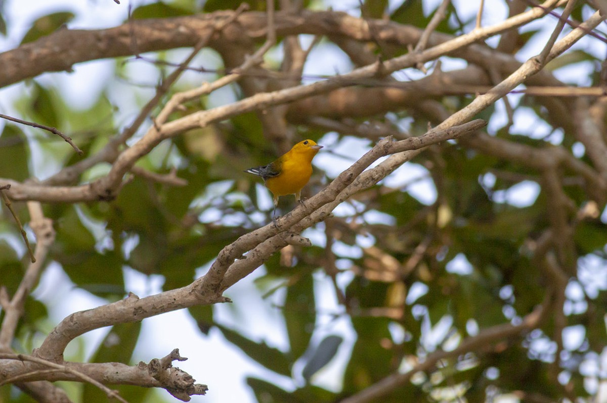 Prothonotary Warbler - ML152757701