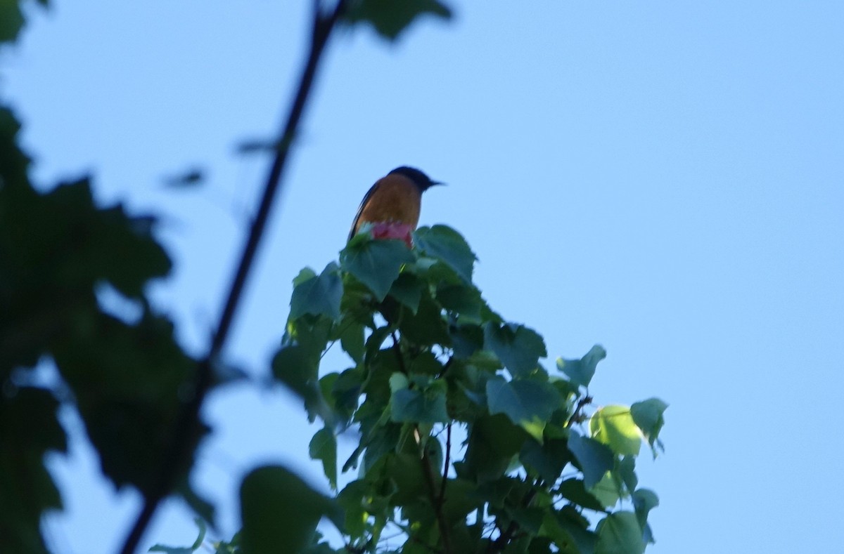 Orchard Oriole - ML152757971