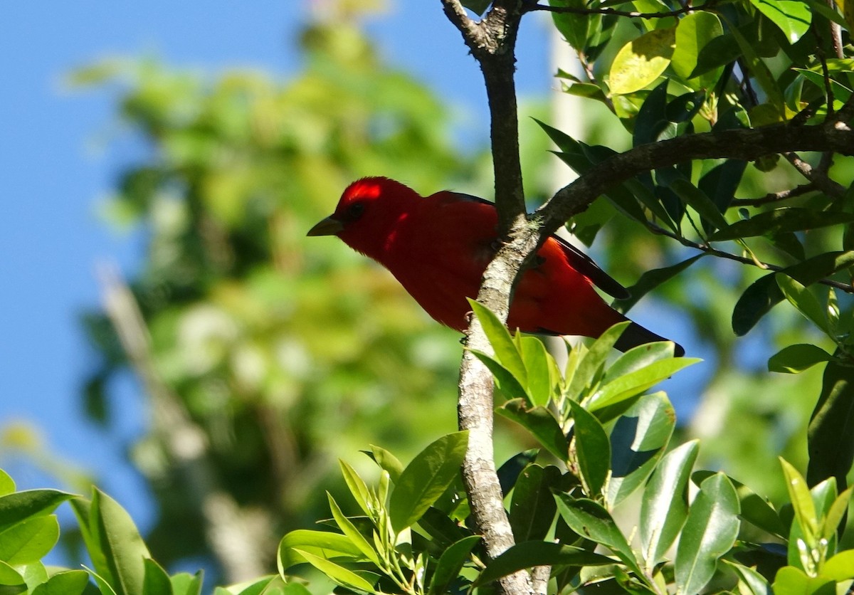 Scarlet Tanager - ML152758121