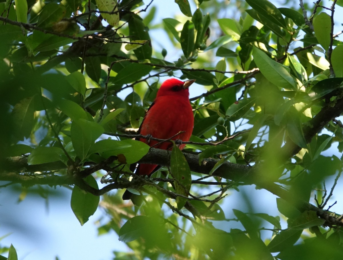 Scarlet Tanager - ML152758131