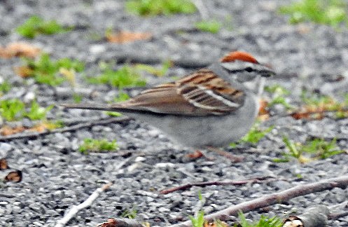 Chipping Sparrow - Renee Lubert