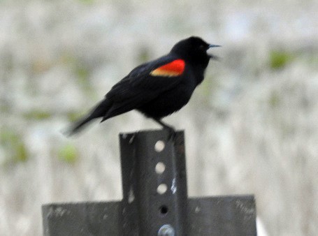 Red-winged Blackbird - Renee Lubert