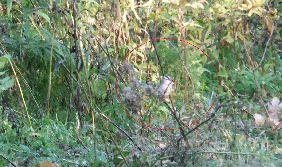 White-crowned Sparrow - Dan Sochirca