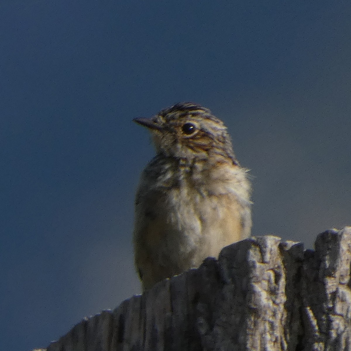 Whinchat - ML152758401