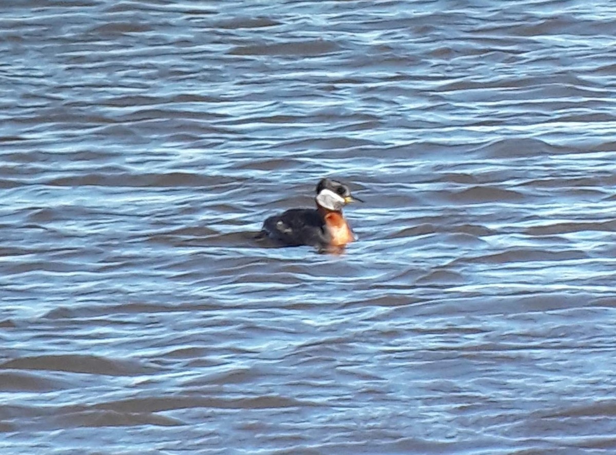 Red-necked Grebe - ML152758451